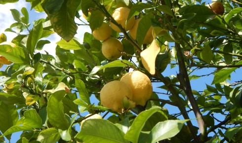 When Life Hands You Lemons, Make Limoncello Cocktails