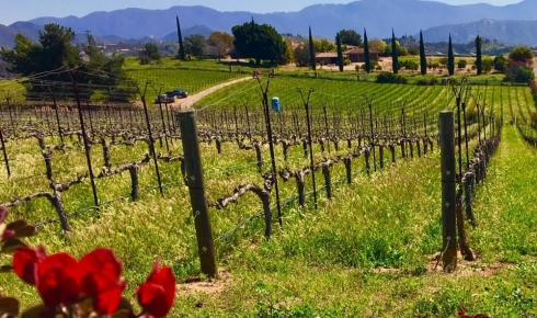 Exploring SoCal’s Fallbrook Winery