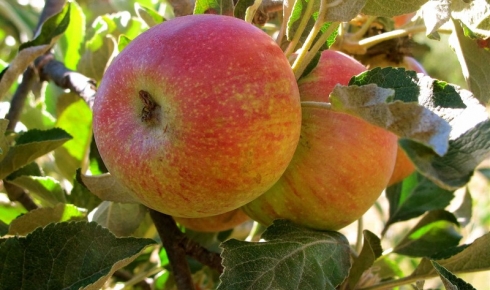 Julian:  a charming getaway