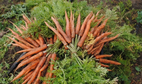 Cultivating Good: Food for Body and Soul