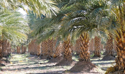 Yuma, Arizona: fun, food and history