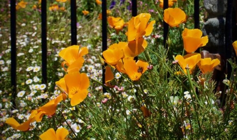 San Diego Restaurant Week Offers Fabulous Dining Experiences