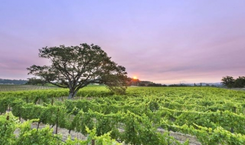 Escape to the Rogue Valley Wine Country